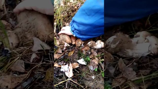 Грибы есть!☝️Рядовка тополёвая. ??14 октября. 2021г. смотреть онлайн