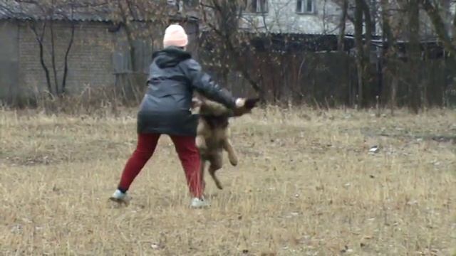 ДРЕССИРОВКА СОБАК: команда "чужой" на ухватку с задержанием ПРОБНЫЕ ПУСКИ Кемби. смотреть онлайн