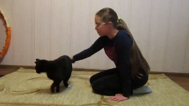 Как начать дрессировать кота? Мой опыт в дрессировке кота. смотреть онлайн
