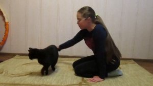 Как начать дрессировать кота? Мой опыт в дрессировке кота.