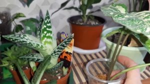 Комнатные цветы. Экзотические новинки