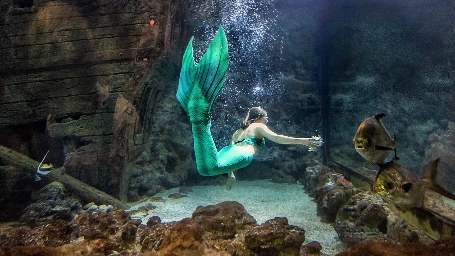 Подводное шоу «Русалка» в Воронежском океанариуме смотреть онлайн