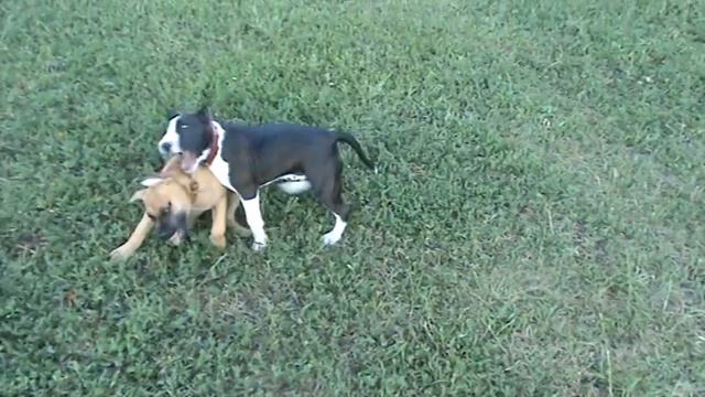 стаффы алиса и альба смотреть онлайн