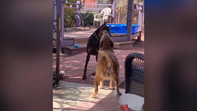 Doberman in action смотреть онлайн