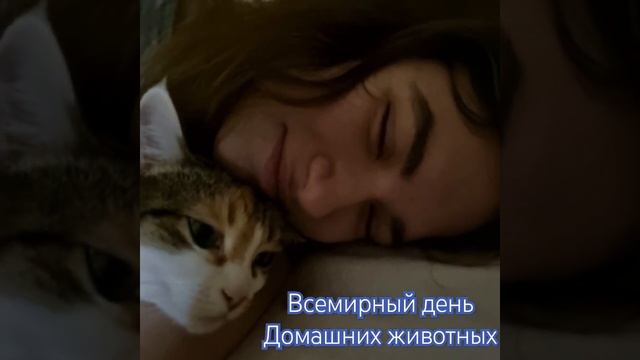 всемирный день домашних животных ?? смотреть онлайн