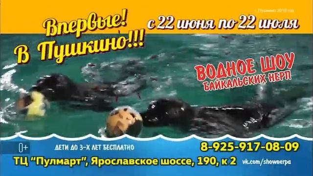 Нерпы в Пушкино смотреть онлайн