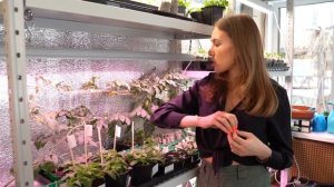 Эксперимент выращивание арбуза дома в трубе снова открыт! Уход за арбузом