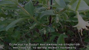 Жимолость Синяя птица