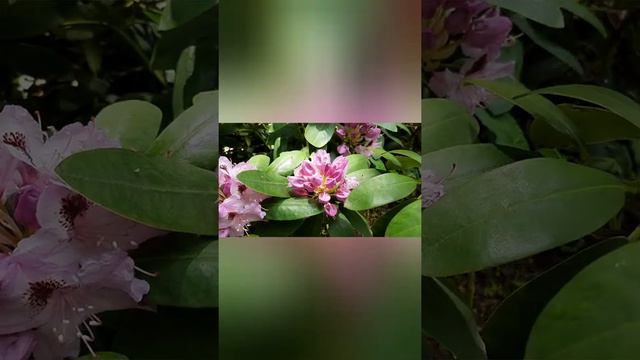 Гармонии в душе / Harmony in your soul смотреть онлайн