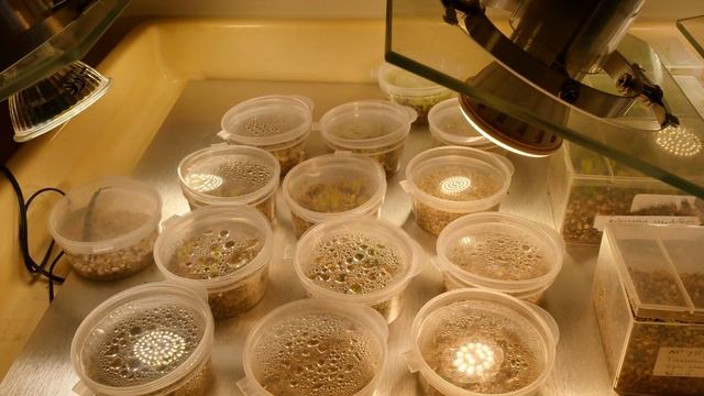 How we do it: Growing cacti from seed смотреть онлайн