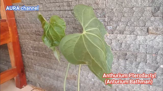 Anthurium Pterodactyl, Anhturium Bathman, Anturium Batman