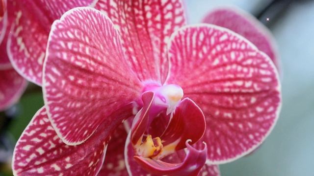 ОРХИДЕЯ - РАСТЕНИЙ БОГЕМА! смотреть онлайн