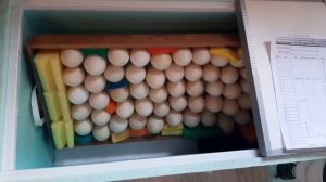 закладка утиных яиц в инкубатор