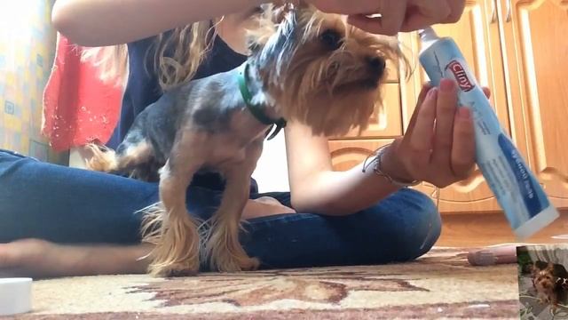 Как правильно чистить зубы Йорку/Первая чистка зубов/Что-то пошло не так/ смотреть онлайн