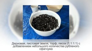 Как пересадить ЗАМИОКУЛЬКАС. Пересадка ДОЛЛАРОВОГО ДЕРЕВА, пошаговая инструкция