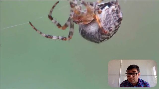 Отрывок видеолекции "Живые загадки летнего сада", часть 4 смотреть онлайн