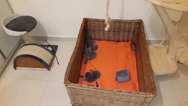 Russisch Blau Kitten, Котята, порода Русская голубая
