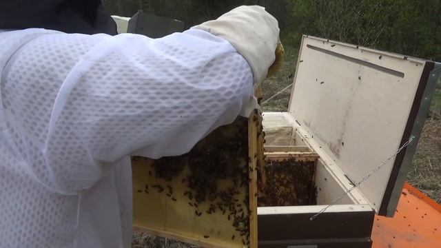 Работы на пасеке по пересадки отводков пчёл из улья Лазутина в Владимирский улей лежак. смотреть онлайн