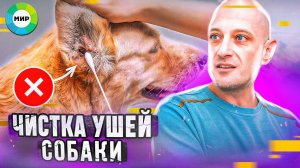 Как почистить уши собаке (один из способов)
