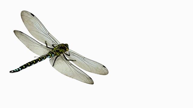 НАСЕКОМЫЕ развивающее видео для детей