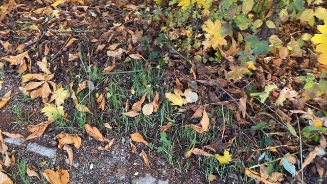 Поздние переселенцы. Наши будни в Германии ??