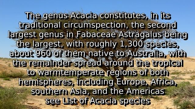 Learn about acacia sensu lato | what is acacia wood смотреть онлайн