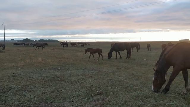 Болезни у жеребят.