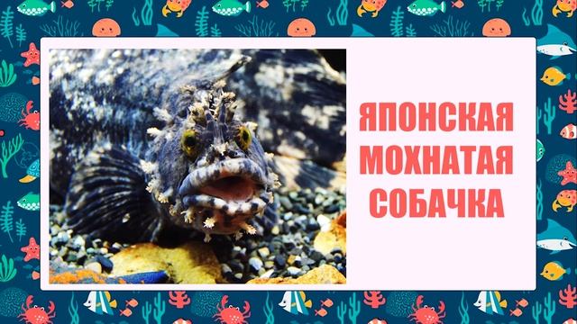 25 самых необычных и удивительных РЫБ ? видео для детей и взрослых смотреть онлайн