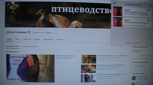 Иерархия у кур. Способы решения проблемы.