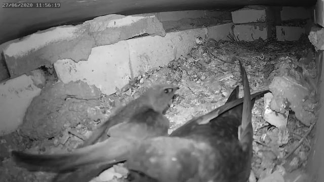 Встреча стрижей - Meeting Of The Swifts