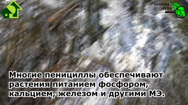 ТОМАТЫ РВУТ ШПАГАТ, СОБИРАЕМ УРОЖАЙ ВЕДРАМИ! Мой секрет большого урожая - ЭТОТ главный ингредиент! смотреть онлайн
