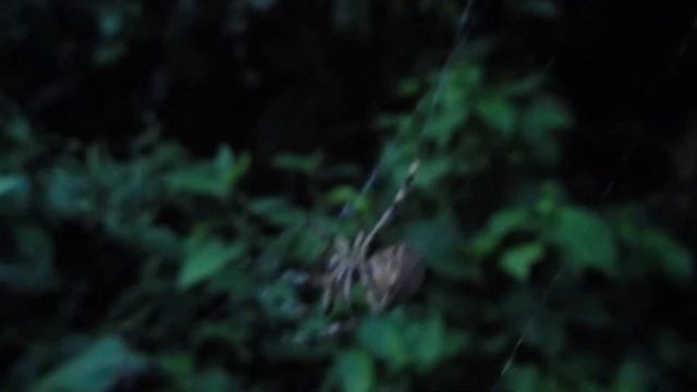 網を張るオニグモ（Araneus ventricosus）：造網中にイヨシロオビアブ（Tabanus iyoensis）を捕食 смотреть онлайн