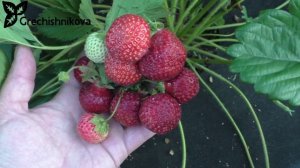 КАМА очень ранний сорт клубники