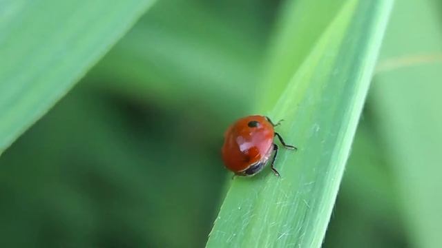 БИОСФЕРА: 139. Коровка Двухточечная (Adalia bipunctata) смотреть онлайн