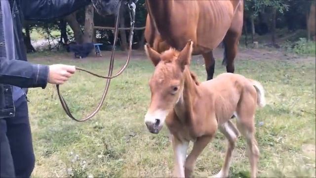 Первые сутки жизни Нокдауна (12.07.2019 - 13.07.2019) смотреть онлайн