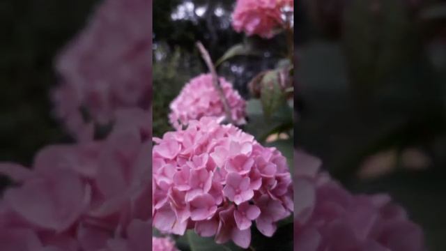 Гортензия Бомбшелл и крупнолистная смотреть онлайн