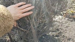 Быстрое размножение лаванды весной. Размножение в момент весенней обрезки.