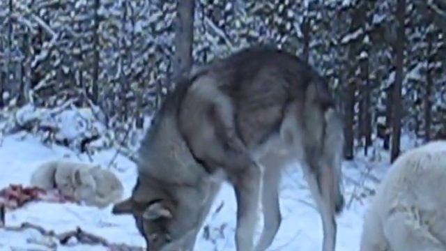 Медвежий жир полезен лайкам питомника смотреть онлайн