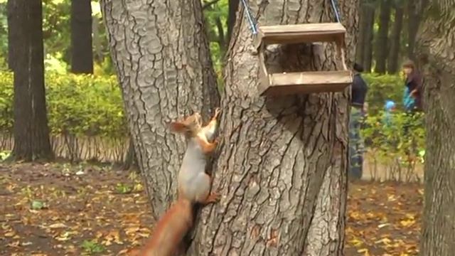 Осенний парк СХИ. Воронеж. смотреть онлайн