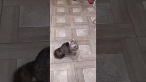 Говорящая сибирская кошка