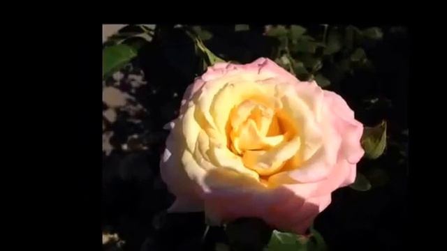 Осенняя рапсодия смотреть онлайн