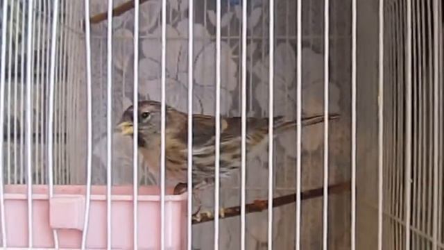 Содержание самки обыкновенной чечетки.