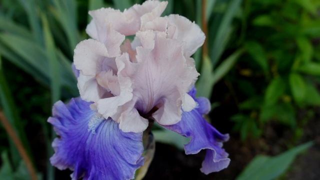 Зацветают ирисы смотреть онлайн