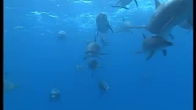 C'est pas sorcier -DAUPHINS смотреть онлайн