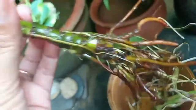 #syngonium #arrowhead #waterpropagation / Bouquet of syngonium in water смотреть онлайн