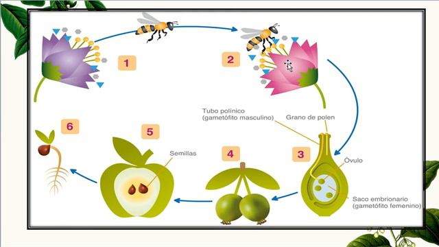 El cultivo de las plantas, clasificación de las plantas y de los frutos (Prof. Marian Muñoz) смотреть онлайн