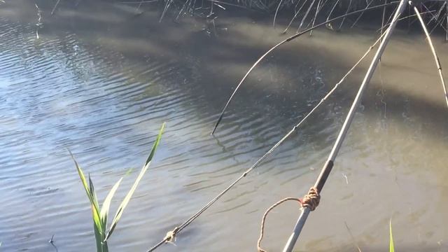 РЫБАЛКА на ПАУК (ПОДЪЁМНИК) ловля КАРАСЯ, КАРПА!!! немного ЖЕСТИ. смотреть онлайн