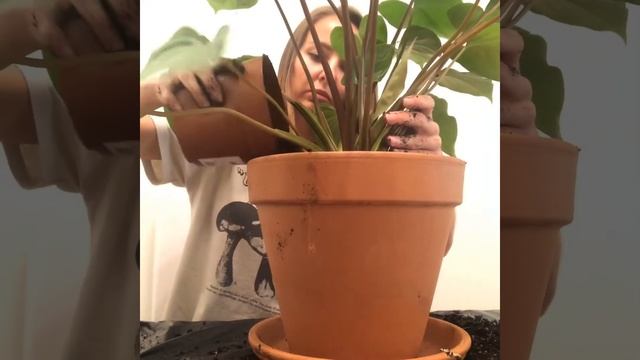 Repotting Houseplants: Homalomena “Maggy”