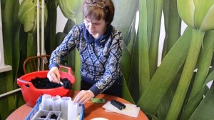 Посадка рассады брокколи