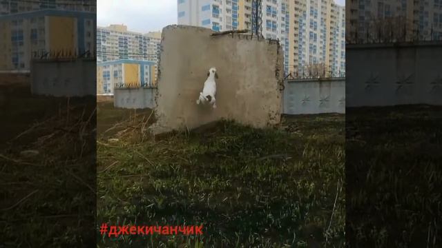 Джек рассел прыгает за палкой смотреть онлайн